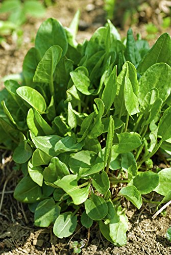Kleiner Sauerampfer Rumex acetosella 2000 Samen Kleiner Sauerampfer Rumex acetosella 2000 Samen von Dixis Samen