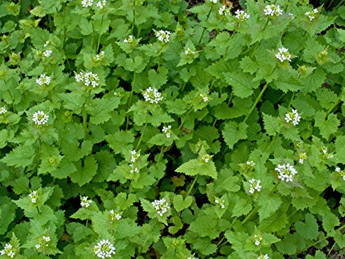 Knoblauchsrauke Alliaria petiolata 200 Samen von Dixis Samen