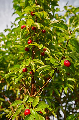 Kornelkirsche Cornus mas 10 Samen von Dixis Samen