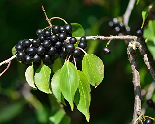 Kreuzdorn Rhamnus cathartica 40 Samen von Dixis Samen