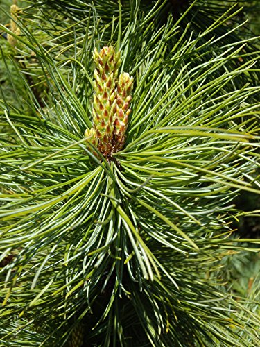 Kriechkiefer Pinus pumila 10 Samen von Dixis Samen