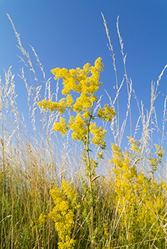 Labkraut Galium verum 1000 Samen von Dixis Samen