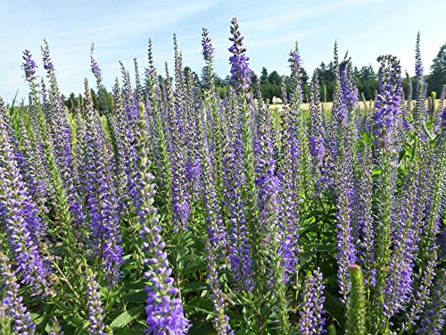 Langblättriger Ehrenpreis Veronica longifolia 400 Samen Langblättriger Ehrenpreis Veronica longifolia 400 Samen von Dixis Samen