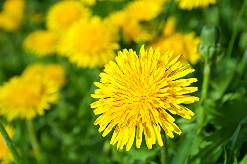 Löwenzahn Taraxacum officinale sativum 1000 Samen von Dixis Samen