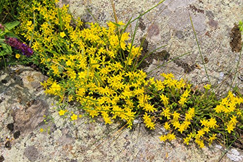 Mauerpfeffer, scharfer Sedum acre 1000 Samen Gelb von Dixis Samen