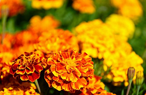 Mexikanische Riesentagetes Tagetes minuta 25 Samen von Dixis Samen