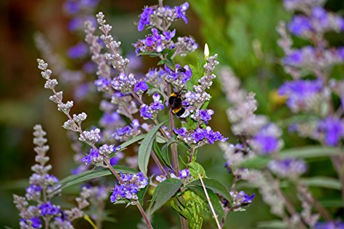 Mönchspfeffer Keuschbaum Vitex agnus-castus 60 Samen Mönchspfeffer Keuschbaum Vitex agnus-castus 60 Samen von Dixis Samen