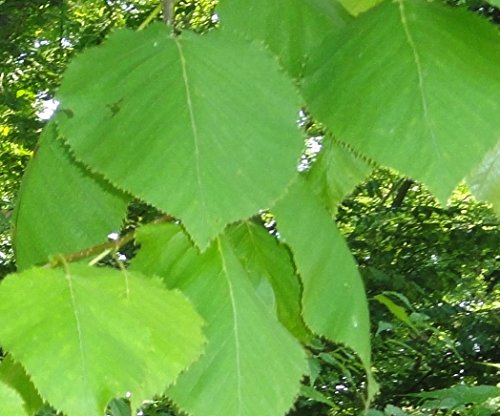 Moorbirke Betula pubescens 250 Samen Moorbirke Betula pubescens 250 Samen von Dixis Samen