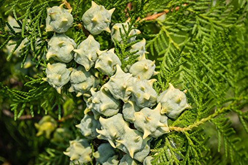 Morgenländischer Lebensbaum Thuja orientalis 60 Samen Morgenländischer Lebensbaum Thuja orientalis 60 Samen von Dixis Samen
