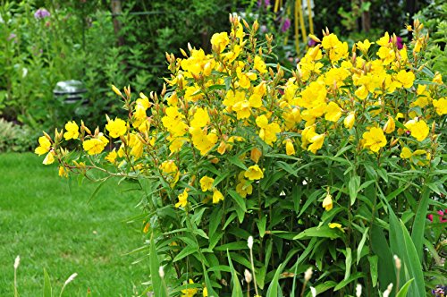 Nachtkerze Oenothera biennis 1000 Samen von Dixis Samen