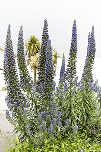 Natternkopf Echium vulgare 50 Samen von Dixis Samen