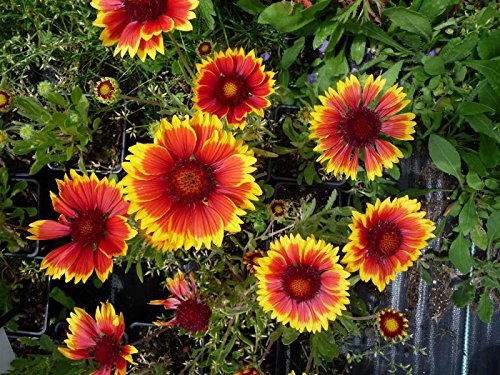 Niedrige Rot-Gelbe Kokardenblume Gaillardia aristata 'Kobold' 50 Samen von Dixis Samen