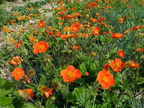 Orangerote Nelkenwurz Geum coccineum 100 Samen Orangerote Nelkenwurz Geum coccineum 100 Samen von Dixis Samen