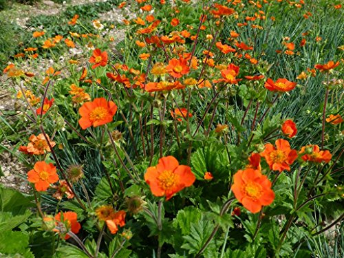 Orangerote Nelkenwurz Geum coccineum 100 Samen von Dixis Samen