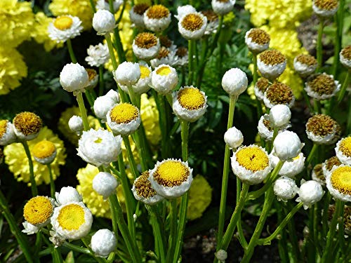 Papierknöpfchen Sand-Immortelle Ammobium alatum 1500 Samen von Dixis Samen