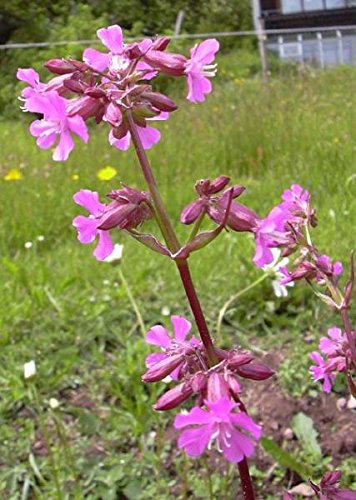 Pechnelke Lychnis viscaria 200 Samen Pechnelke Lychnis viscaria 200 Samen von Dixis Samen