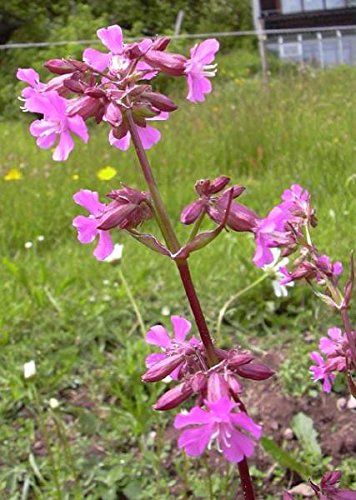 Pechnelke Lychnis viscaria 400 Samen von Dixis Samen