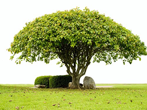 Pipal Ficus religiosa 500 Samen von Dixis Samen