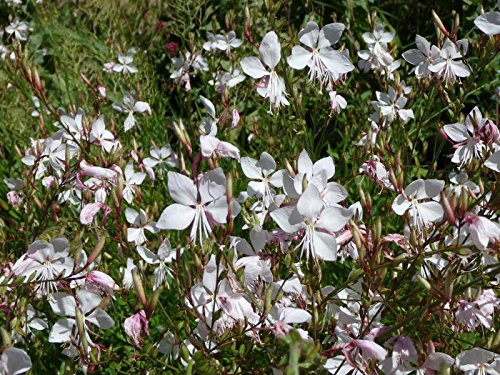 Präriekerze Gaura lindheimeri 20 Samen von Dixis Samen