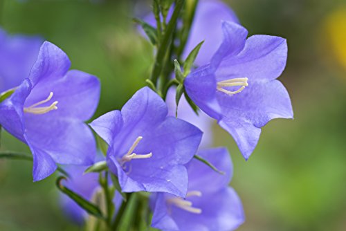 Rapunzel Campanula rapunculus 50 Samen Rapunzel Campanula rapunculus 50 Samen von Dixis Samen