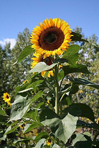 Riesen-Sonnenblume Helianthus annuus 10 Samen von Dixis Samen
