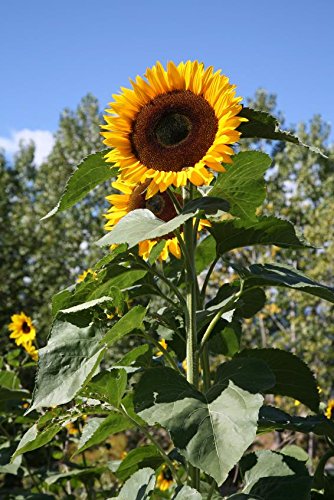 Riesen-Sonnenblume Helianthus annuus 20 Samen von Dixis Samen