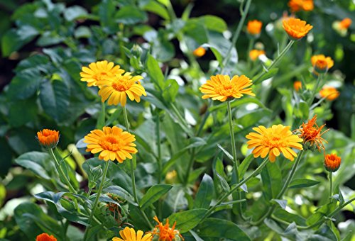 Ringelblume Calendula officinalis 20 Samen Ringelblume Calendula officinalis 20 Samen von Dixis Samen