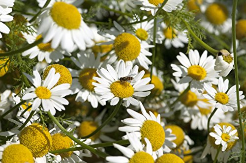 Römischer Bertram Anacyclus pyrethrum 50 Samen von Dixis Samen