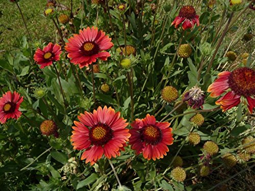 Rote Kokardenblume Gaillardia aristata 'Burgunder' 50 Samen von Dixis Samen