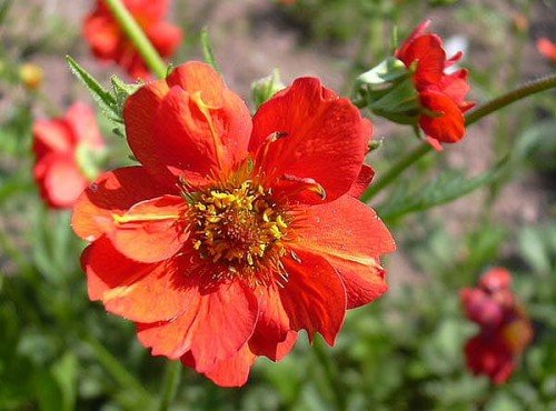 Rote Nelkenwurz Geum chiloense 'Feuerball' 50 Samen von Dixis Samen