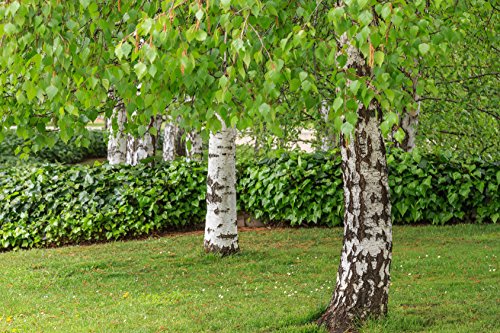 Sandbirke Betula pendula 300 Samen Sandbirke Betula pendula 300 Samen von Dixis Samen