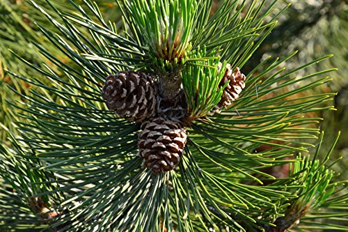 Schlangenhautkiefer Pinus leucodermis 35 Samen von Dixis Samen