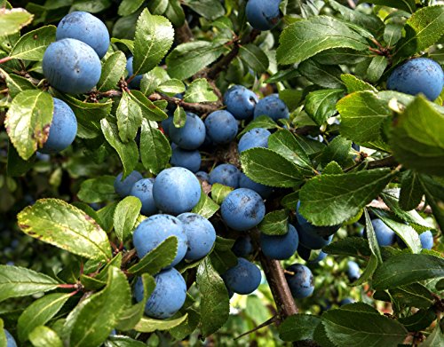 Schlehdorn Schwarzdorn Prunus spinosa 10 Samen von Dixis Samen