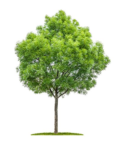 Schmalblättrige Esche Fraxinus angustifolia 20 Samen Schmalblättrige Esche Fraxinus angustifolia 20 Samen von Dixis Samen