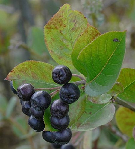 Schwarze Apfelbeere Aronia melanocarpa 100 Samen von Dixis Samen