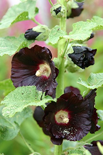 Schwarze Stockrose Alcea rosea v. nigra 20 Samen von Dixis Samen