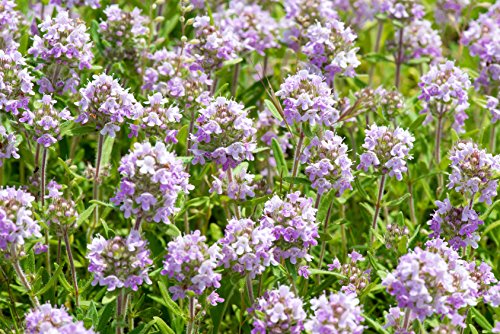 Schweizer Thymian Thymus vulgaris 50 Samen Schweizer Thymian Thymus vulgaris 50 Samen von Dixis Samen