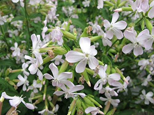 Seifenkraut Saponaria officinalis 300 Samen von Dixis Samen