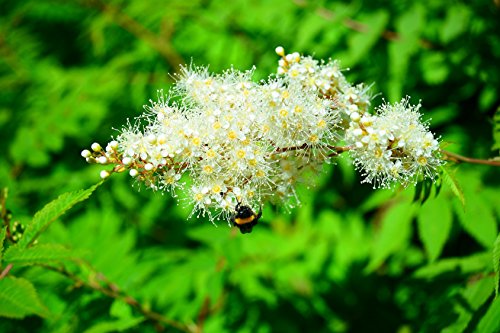 Sibirische Fiederspiere Sorbaria sorbifolia 150 Samen von Dixis Samen