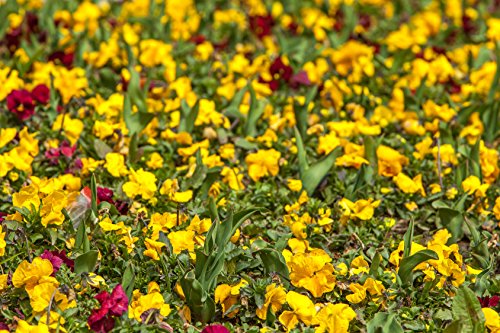 Sibirischer Goldlack Cheiranthus allionii 50 Samen Sibirischer Goldlack Cheiranthus allionii 50 Samen von Dixis Samen