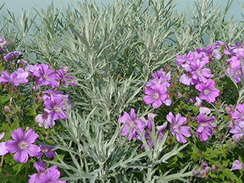 Silber Edelraute Artemisia ludoviciana 500 Samen Silber Edelraute Artemisia ludoviciana 500 Samen von Dixis Samen