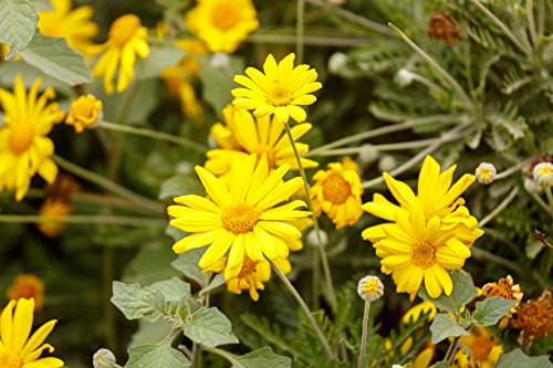 Speise Chrysantheme Chrysanthemum coronarium 300 Samen von Dixis Samen