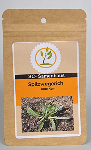 Spitzwegerich Plantago lanceolata 1000 Samen SC-Samenhaus von Dixis Samen