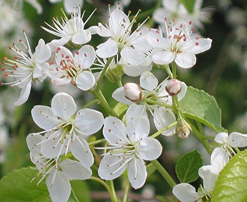 Steinweichsel Weichselkirsche, Felsenkirsche Prunus mahaleb 30 Samen von Dixis Samen