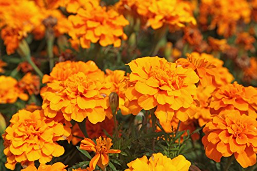 Tagetes patula Tagetes patula 100 Samen von Dixis Samen