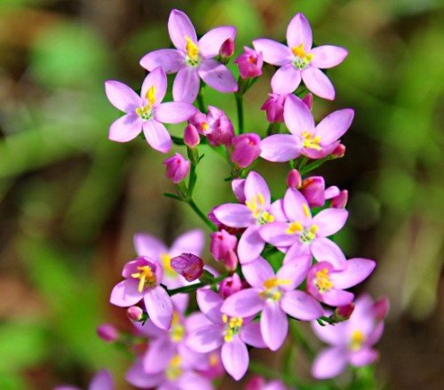 Tausendgüldenkraut Centaurium erythraea 1000 Samen von Dixis Samen