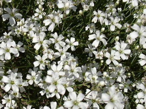 Teppich-Schleierkraut Gypsophila repens 200 Samen von Dixis Samen