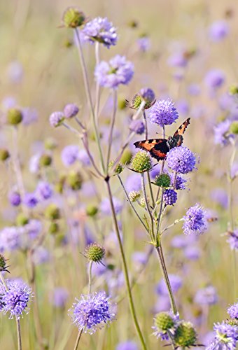 Teufelsabbiss Succisa pratensis 150 Samen von Dixis Samen