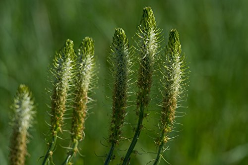 Teufelskralle Phyteuma spicatum (Phyteuma spicata) 100 Samen von Dixis Samen