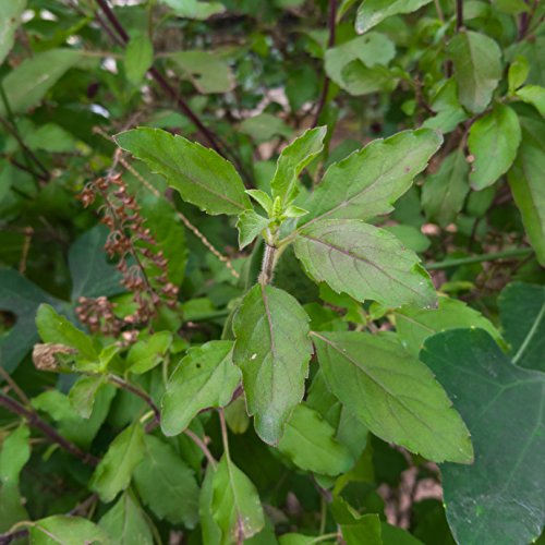 Thai-Basilikum 'Thai Magic' (Horapha) Ocimum basilicum var. thyrsiflorum 40 Samen von Dixis Samen